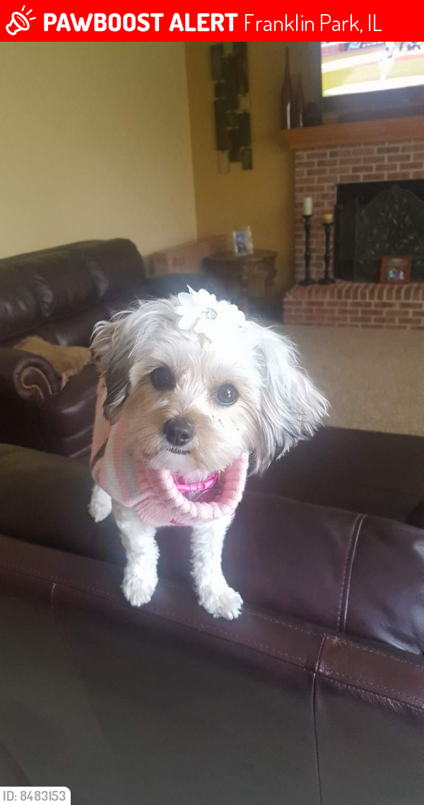 Lost Female Dog last seen On the corner of Gage and 25th Ave , Franklin Park, IL 60131