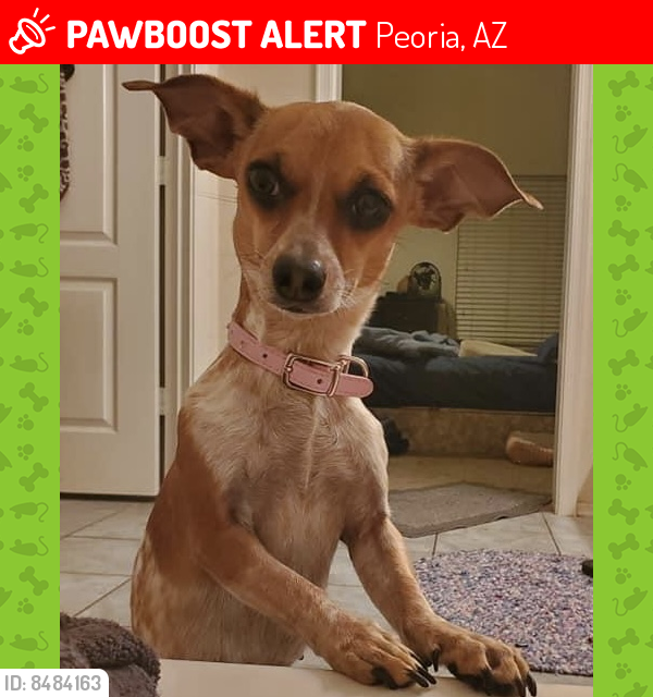 Lost Female Dog last seen 75th Ave and Grand Ave, Peoria, AZ 85345
