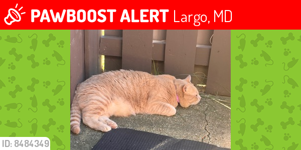 Lost Female Cat last seen Cinnamon Ridge cndmniums, Largo, MD 20774