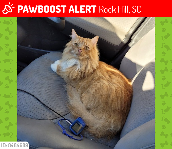 Lost Male Cat last seen Constitution & Westerwood , Rock Hill, SC 29732
