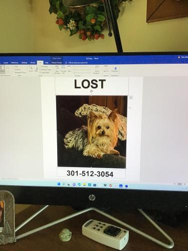 Lost Female Dog last seen Shelby and Dudley ave, Oxon Hill, MD 20745