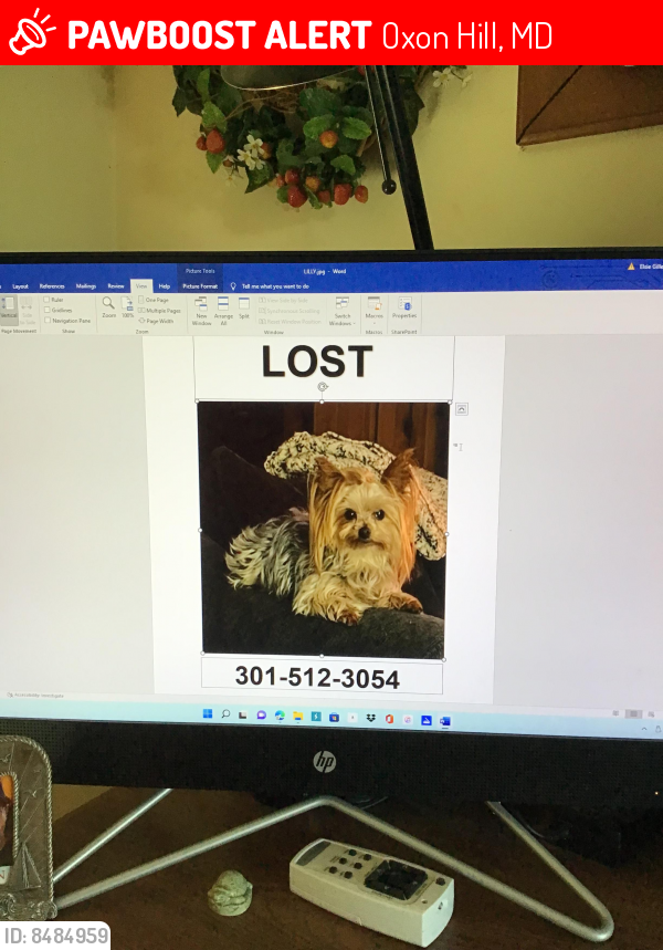 Lost Female Dog last seen Shelby and Dudley ave, Oxon Hill, MD 20745