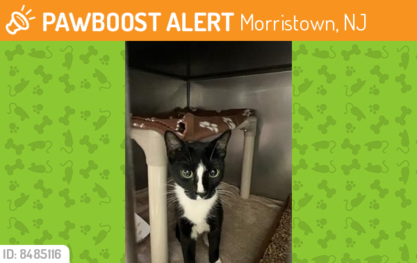 Found/Stray Female Cat last seen Found on the second floor of the apmt building, Morristown, NJ 07960