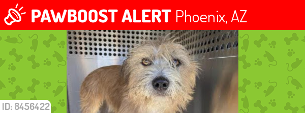 Lost Male Dog last seen 39th Ave.& Lincoln road, Phoenix, AZ 85009