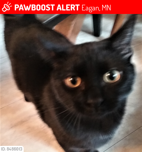 Lost Male Cat last seen Near Lone Oak Road Hwy 13, Eagan, MN 55121