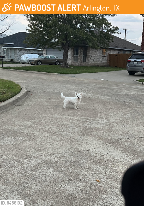 Found/Stray Unknown Dog last seen Brookgrove Ct, Arlington, TX 76018