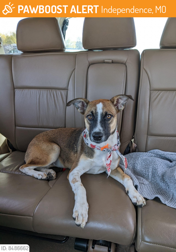 Found/Stray Female Dog last seen Noland and 39th, Independence, MO 64055