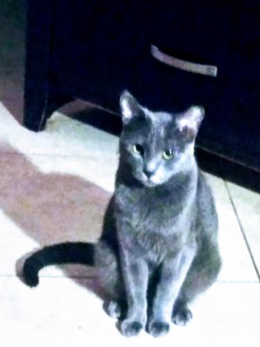 Lost Male Cat last seen W. 62st , Hialeah, FL 33012