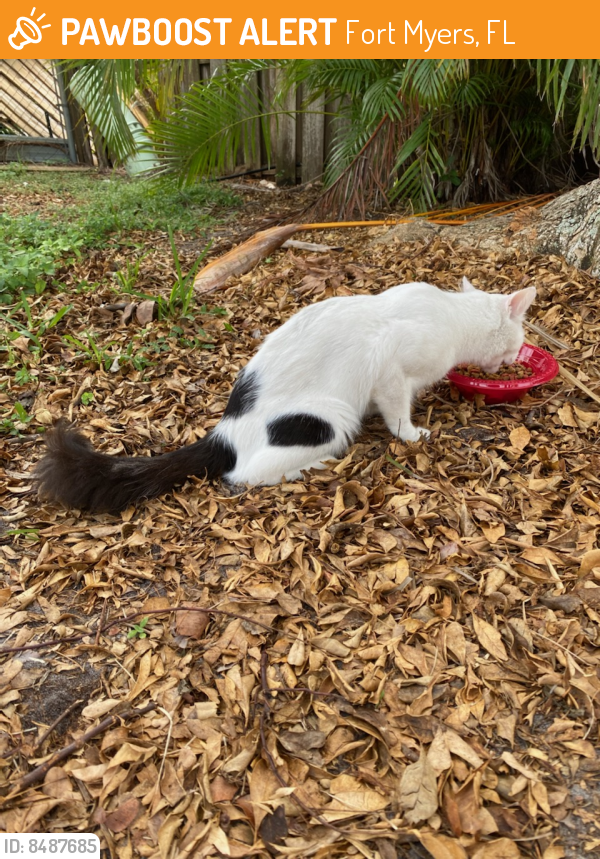 Fort Myers, FL Stray Female Cat Found Near South Point Blvd, Fort Myers