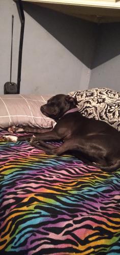 Lost Female Dog last seen May be in surrounding areas like New Castle or Connersville, Richmond, IN 47374