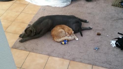 Lost Male Cat last seen Uncer and ladera , Albuquerque, NM 87120