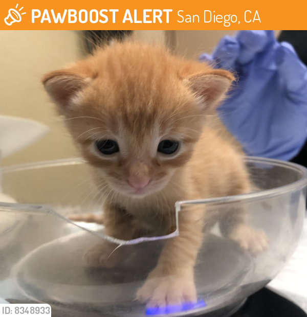 Shelter Stray Male Cat last seen Clairemont Mesa Avenue, San Diego, CA, 92111, San Diego, CA 92110