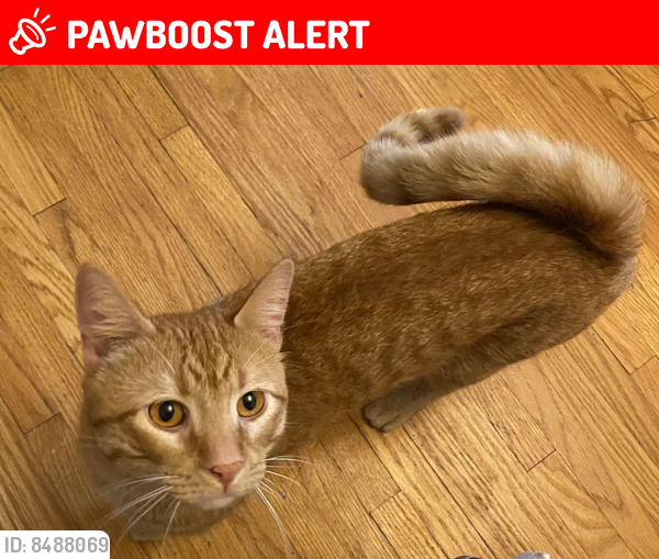 Lost Male Cat last seen 44th Avenue NE Columbia Heights, Columbia Heights, MN 55421