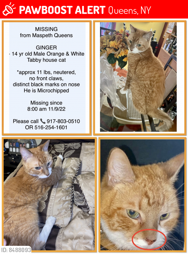 Lost Male Cat in Queens, NY 11378 Named Ginger (ID 8488093) PawBoost