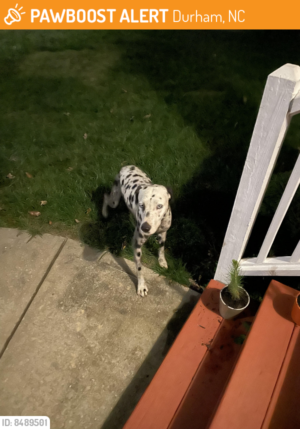 Found/Stray Unknown Dog last seen Horton & Candlewick Way, Durham, NC 27704