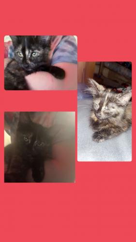 Lost Female Cat last seen Near n 11st indiana pa, Indiana, PA 15701