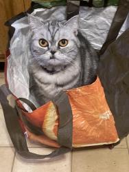 Reunited Female Cat last seen Madison ave, Albany, NY 12205