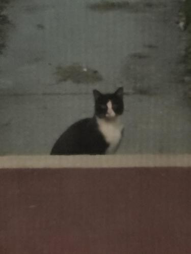 Found/Stray Unknown Cat last seen Across from Lincoln Park and 22nd Ave, Kenosha, WI 53143