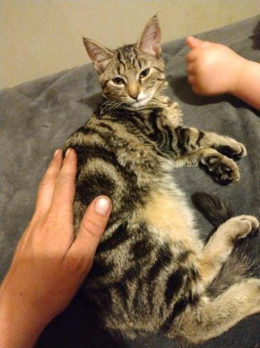 Lost Female Cat last seen Fairview and central ave, Lake Station, IN 46405
