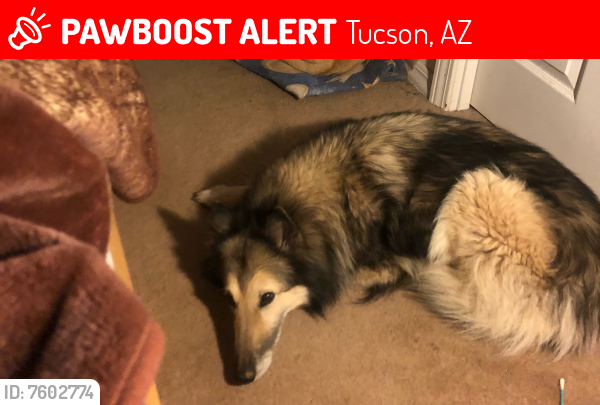 Lost Female Dog last seen Oracle and Grant, Tucson, AZ 85705