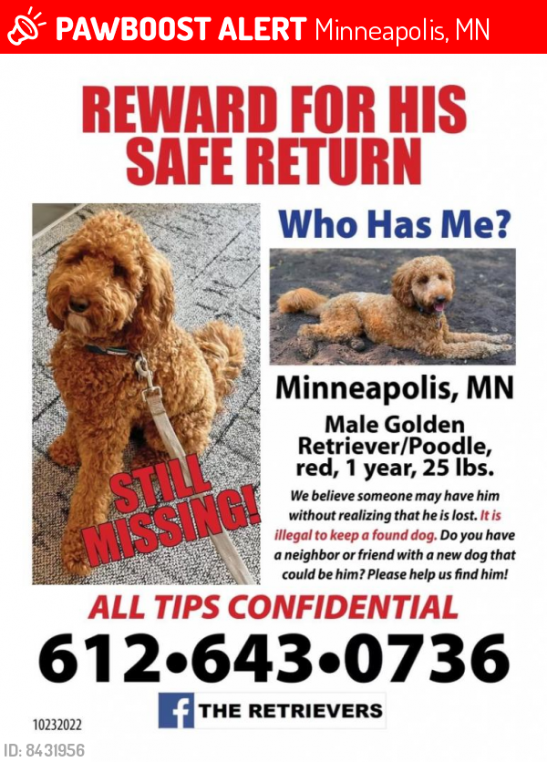 Lost Male Dog in Minneapolis, MN 55415 Named Corduroy (ID: 8431956) |  PawBoost