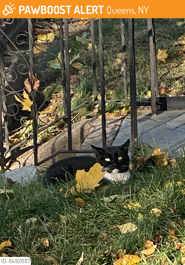 Found/Stray Unknown Cat last seen 63rd Ave , Queens, NY 11374