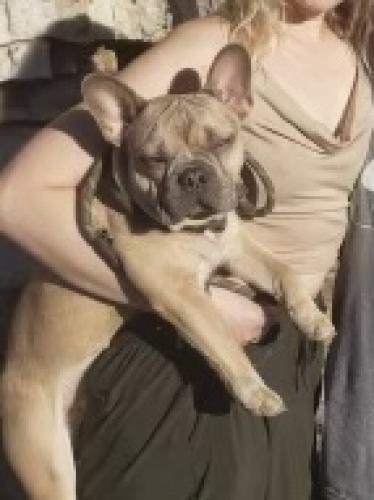 Lost Male Dog last seen Gladden farms, Marana, AZ 85653