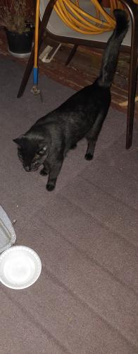 Found/Stray Unknown Cat last seen Across from Lincoln Park and 22nd Ave., Kenosha, WI 53143