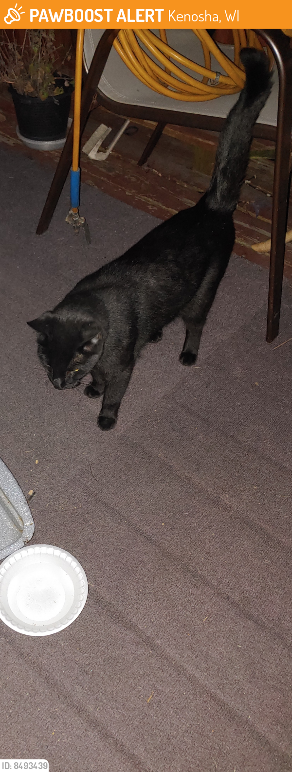 Found/Stray Unknown Cat last seen Across from Lincoln Park and 22nd Ave., Kenosha, WI 53143
