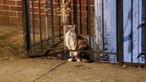 Found/Stray Unknown Cat last seen Zerega & Westchester ave, The Bronx, NY 10461