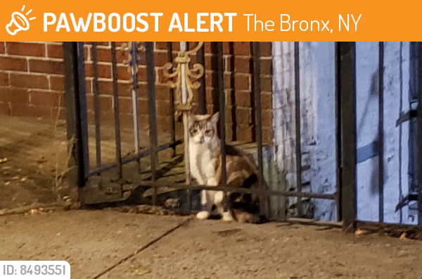 Found/Stray Unknown Cat last seen Zerega & Westchester ave, The Bronx, NY 10461