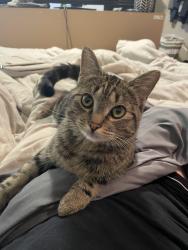 Lost Female Cat last seen 46th and Altamont, Spokane, WA 99223