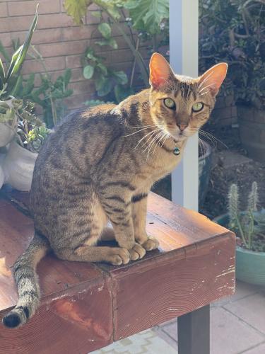 Lost Male Cat last seen Knoxville St & Nashville St, San Diego, CA 92110