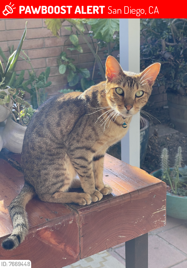 Lost Male Cat last seen Knoxville St & Nashville St, San Diego, CA 92110