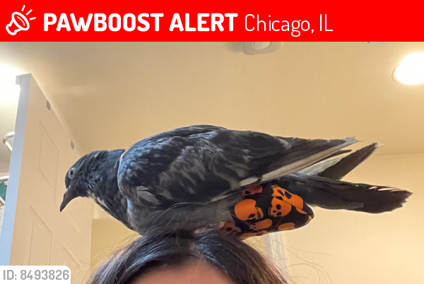 Lost Unknown Bird last seen 50th and Lamon, Chicago, IL 60638