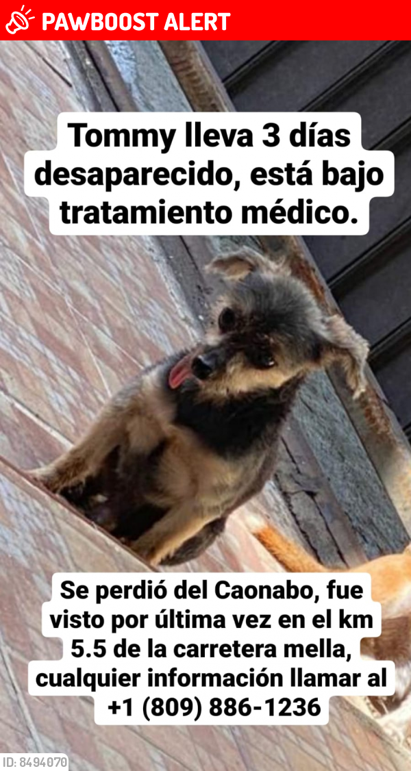 Lost Male Dog last seen Avenida la milagrosa cerca del bravo , Santo Domingo Este, Santo Domingo 