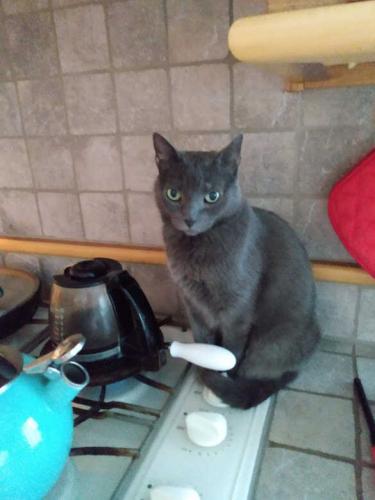 Lost Female Cat last seen Brick Hill Road, Somers NY (between Routes 202 & 139).  , Somers, NY 10589