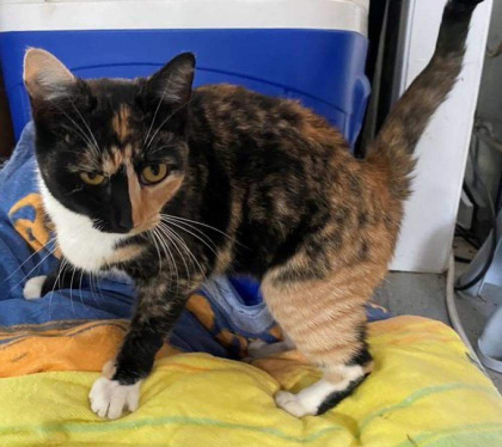 Shelter Stray Female Cat last seen Fairfax County, VA 22079, Fairfax, VA 22032