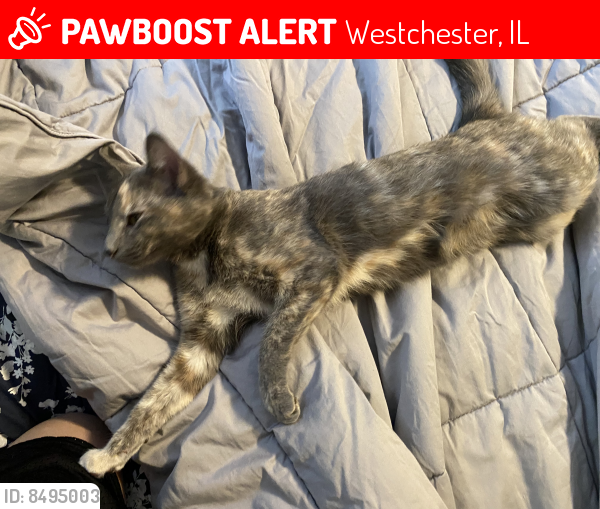 Lost Female Cat in Westchester, IL 60154 Named Lucy (ID 8495003