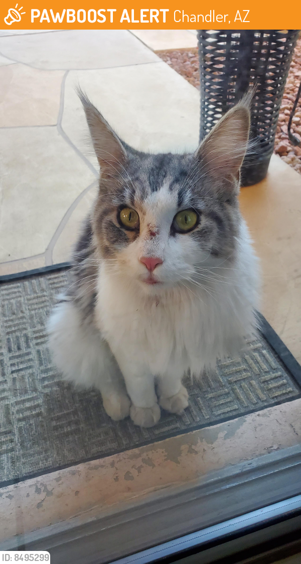 Found/Stray Unknown Cat last seen Cabernet neighborhood of Valencia in the northwest neighborhood of Ray and 101., Chandler, AZ 85226