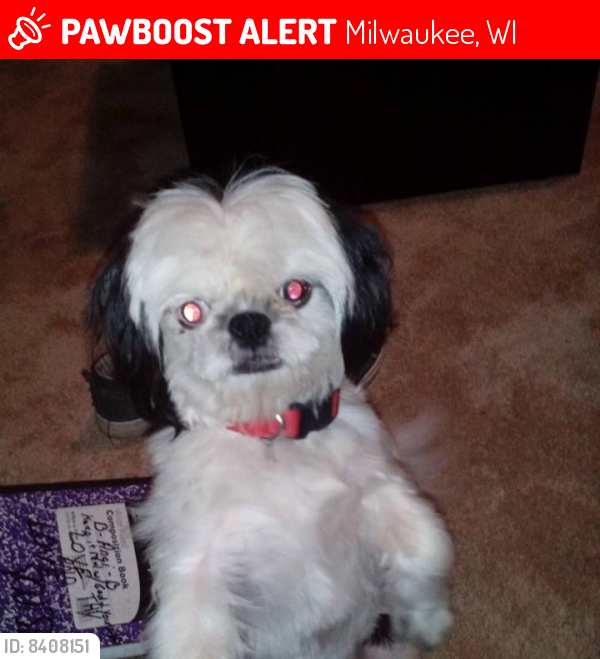 Lost Female Dog last seen 68th and villard at the gas station , Milwaukee, WI 53218