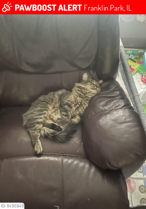 Lost Male Cat last seen Washington st and chestnut ave Franklin park , Franklin Park, IL 60131