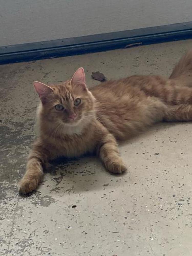Shelter Stray Female Cat last seen Arlington, VA 22207, Fairfax, VA 22032