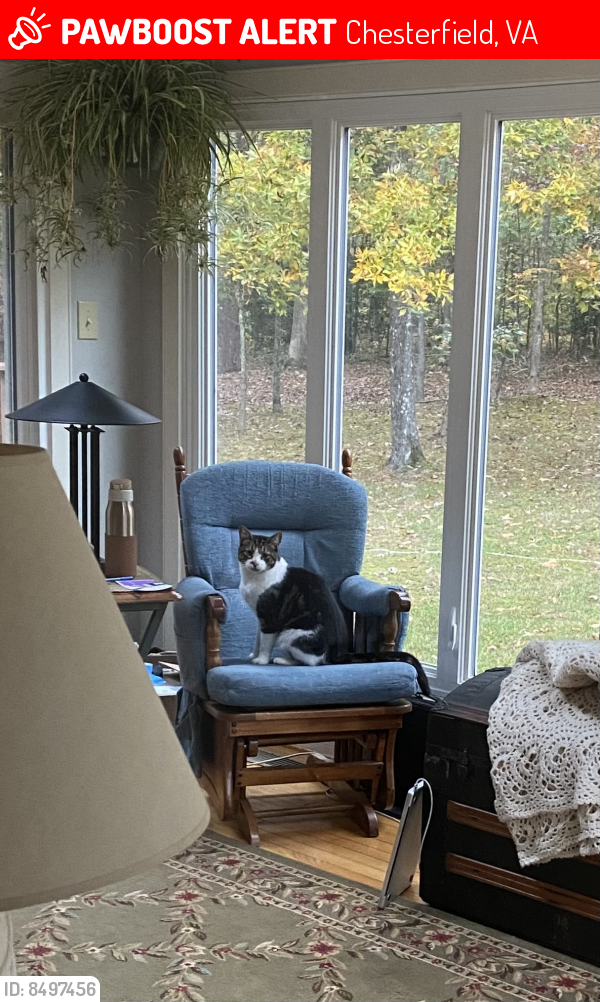 Lost Male Cat last seen Woodlands Pond, Chesterfield, VA 23838