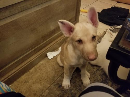 Lost Female Dog last seen Zuni and texas south east, Albuquerque, NM 87108