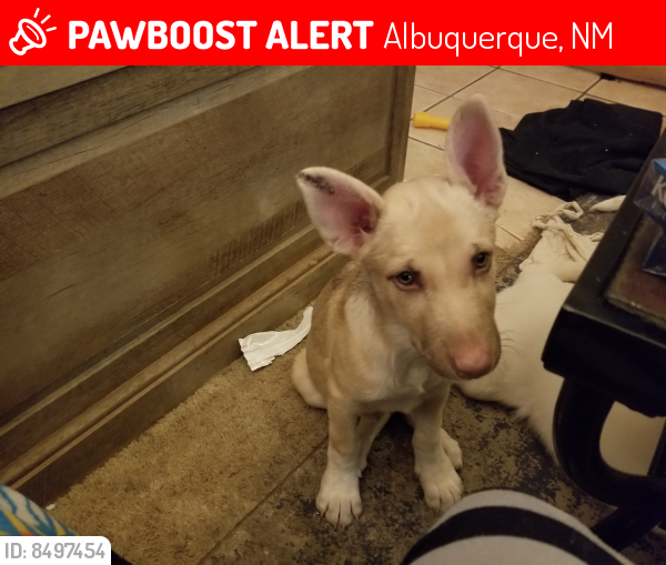 Lost Female Dog last seen Zuni and texas south east, Albuquerque, NM 87108