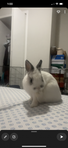 Lost Male Rabbit last seen Back alley as we live in bat , Calgary, AB T3J 4V1