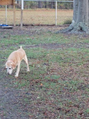 Found/Stray Male Dog last seen Scites Lane, Ochlocknee, GA 31773