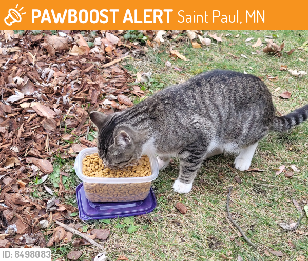 Found/Stray Unknown Cat last seen Near Hawthorne Avenue st paul mn, Saint Paul, MN 55106