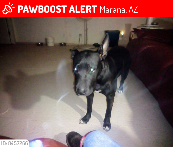 Lost Female Dog last seen Near w bobocamari Rd marana, Marana, AZ 85653